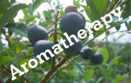 アロマセラピー