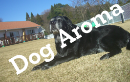 犬のアロマセラピー